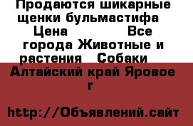 Продаются шикарные щенки бульмастифа › Цена ­ 45 000 - Все города Животные и растения » Собаки   . Алтайский край,Яровое г.